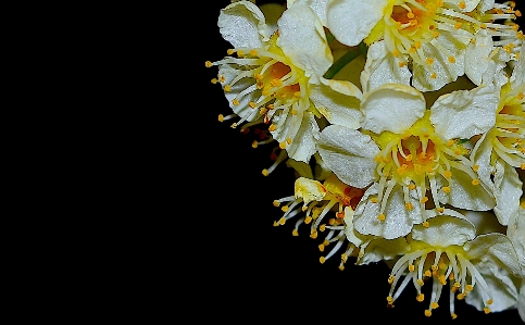 Tree nature branch blossom Photo