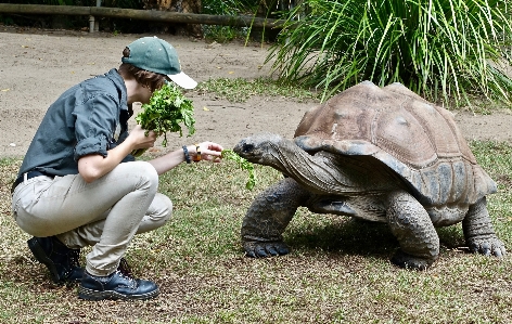 草 動物 野生動物 動物園 写真