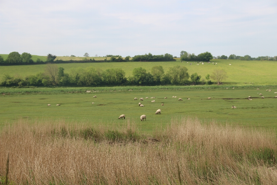 Landschaft natur gras sumpf
