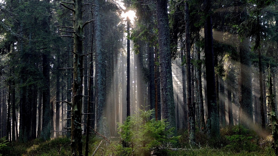 Albero natura foresta pantano