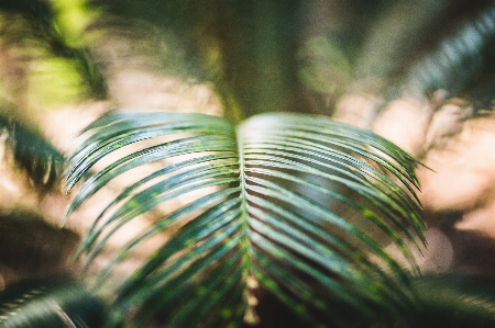 Foto árbol naturaleza bosque césped