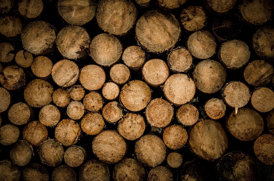 Drewno tekstura pień gleba