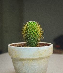 Foto Pontiagudo cacto
 plantar fruta