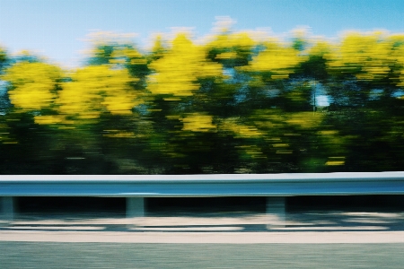 木 地平線 植物 空 写真