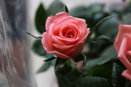 Plant flower petal rose Photo