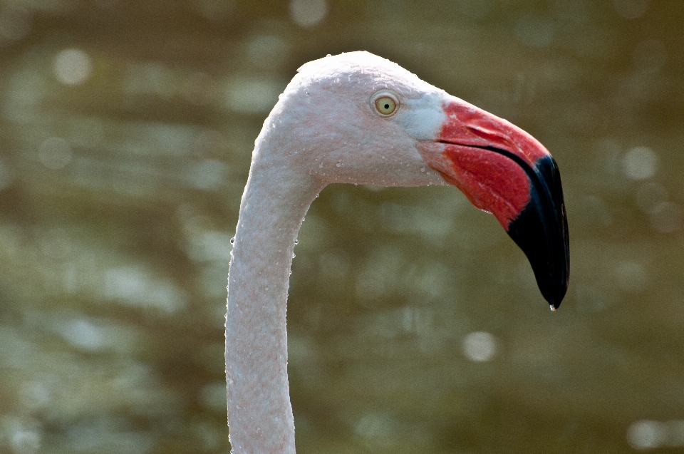 Uccello ala animali selvatici becco