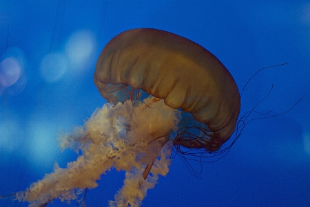 生物学 クラゲ 青 無脊椎動物 写真