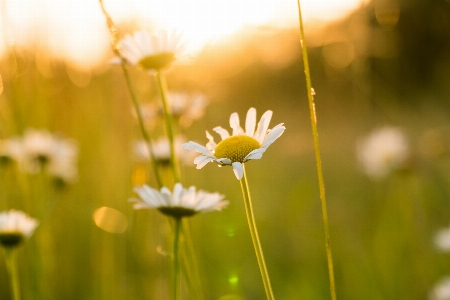 Nature grass blossom plant Photo