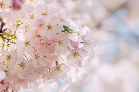 Branch blossom plant flower Photo