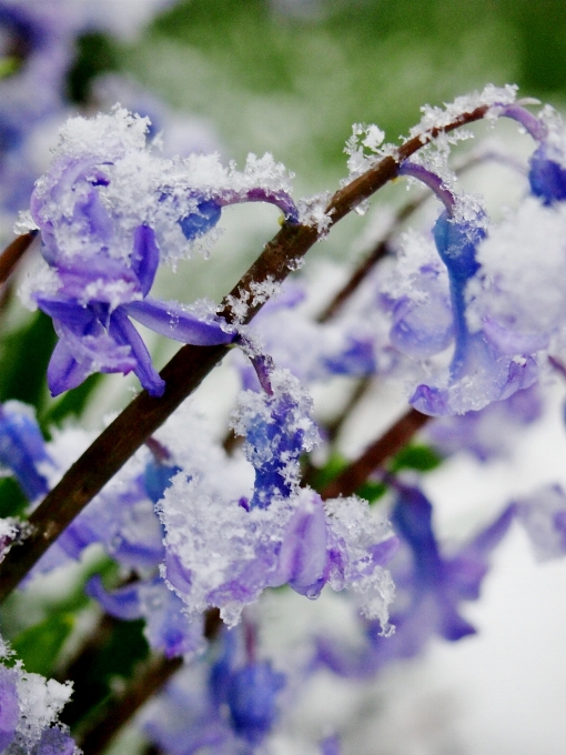 Natura ramo fiore nevicare