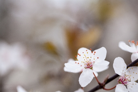 Landscape nature branch blossom Photo