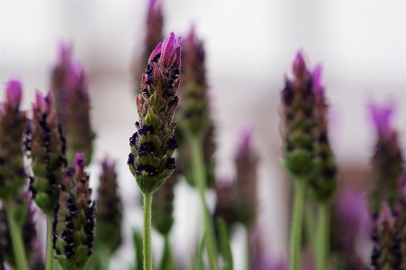 Nature blossom plant flower Photo