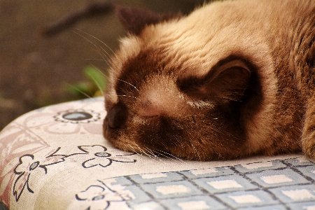 Foto Bonitinho bicho de estimação pelagem gato