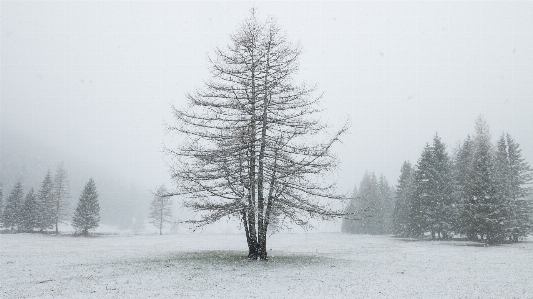 Landscape tree nature forest Photo