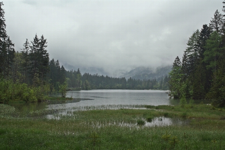 Tree nature forest marsh Photo