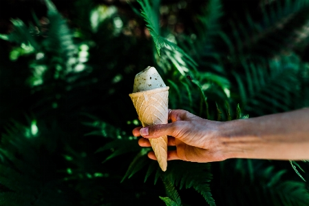 Foto Mano albero leggero foglia