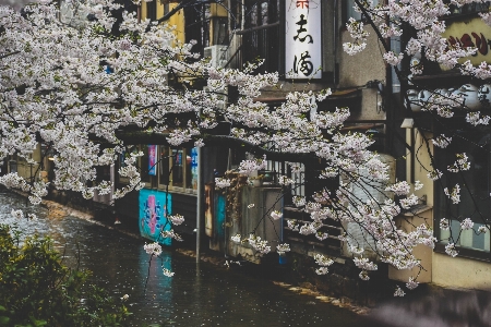 花 街 春 桜の花
 写真