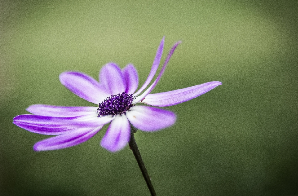 Natur blüte anlage fotografie