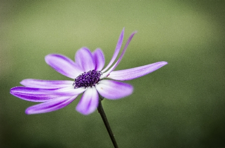 Nature blossom plant photography Photo