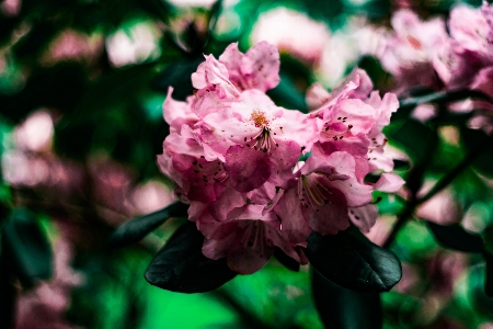 Tree nature branch blossom Photo