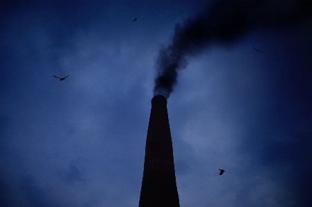 Silhouette bird light cloud Photo