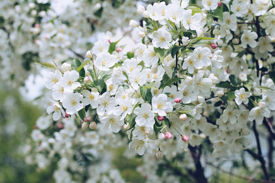 Branch blossom plant flower