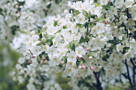 Foto Ramo fiore pianta primavera