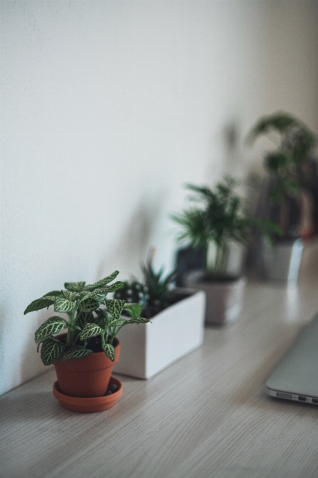 テーブル 植物 木 花