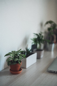 Table plant wood flower Photo