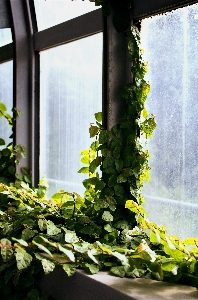 建築 植物 花 窓 写真