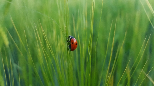 Nature grass plant field Photo