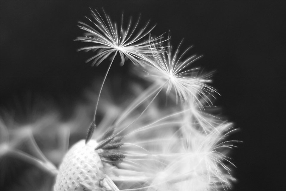 Herbe fleurir noir et blanc
 usine