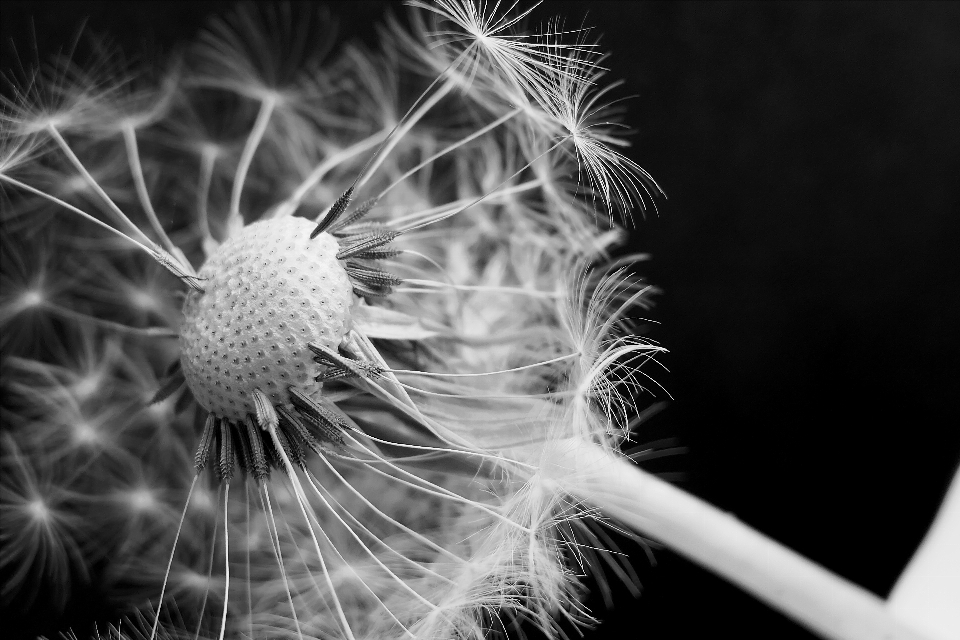 Florecer en blanco y negro
 planta