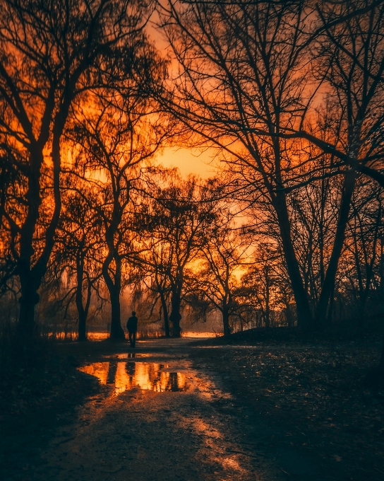 風景 木 水 自然