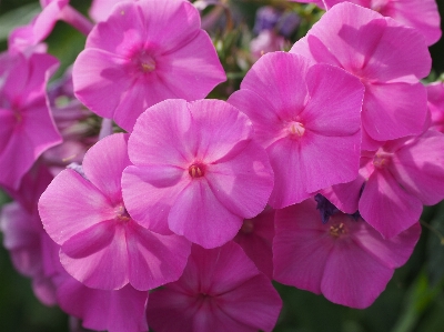 Plant flower petal botany Photo