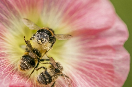 Natur blüte anlage fotografie Foto