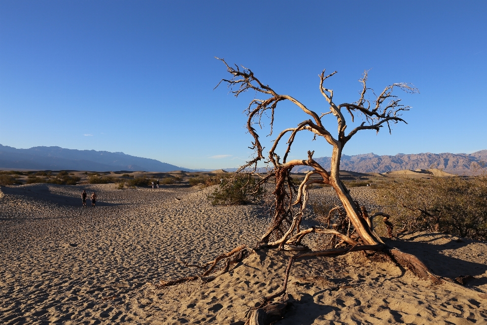 Paysage arbre sable horizon