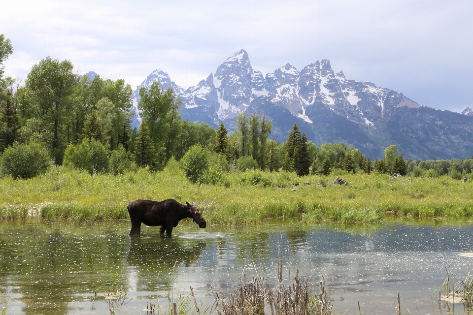 Wilderness mountain meadow lake