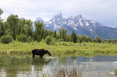 Wildnis
 berg wiese
 see Foto