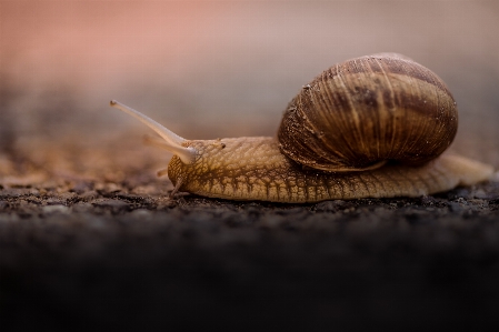 Foto Fotografi fauna invertebrata merapatkan
