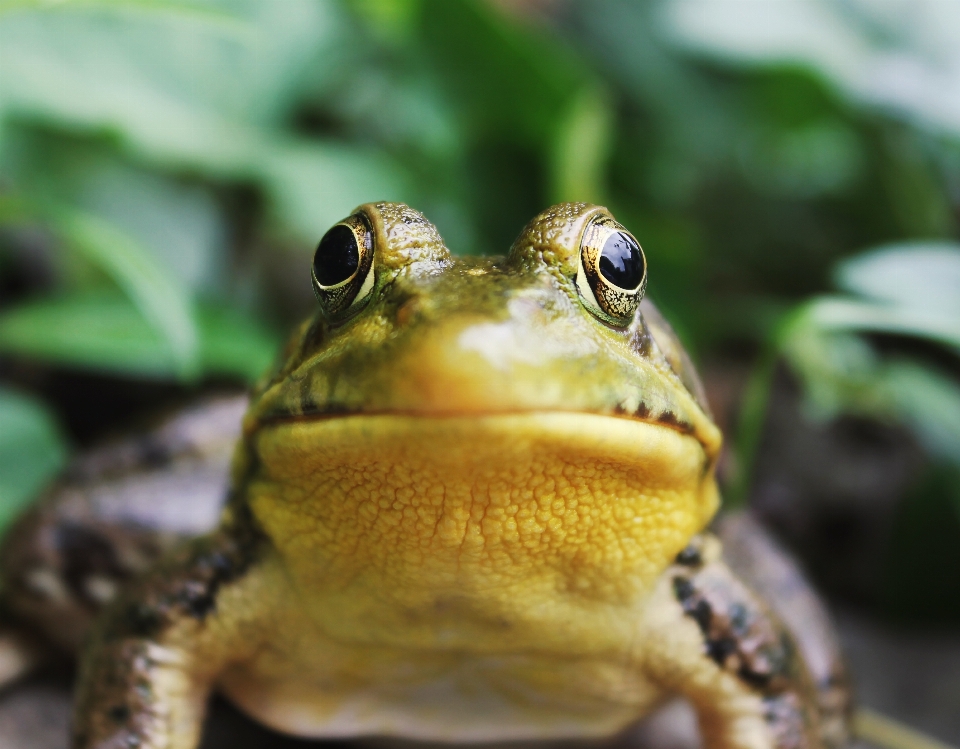 Nature faune la biologie grenouille