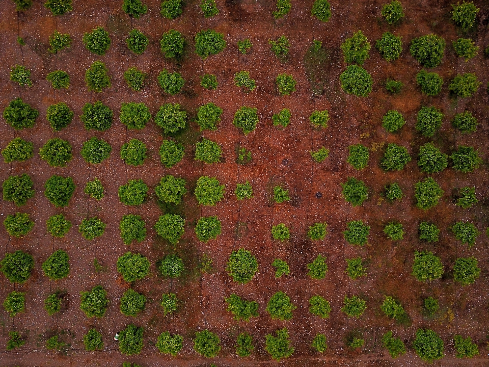 Tree grass plant field