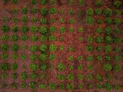 木 草 植物 分野 写真