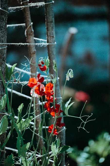 Naturaleza rama planta hoja