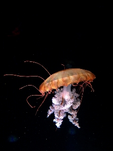 光 生物学 海蜇 无脊椎动物 照片