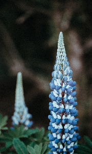 Foto Albero natura pianta foglia