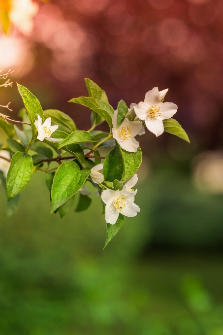 Natura ramo fiore pianta