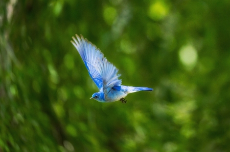 Photo Nature herbe oiseau aile