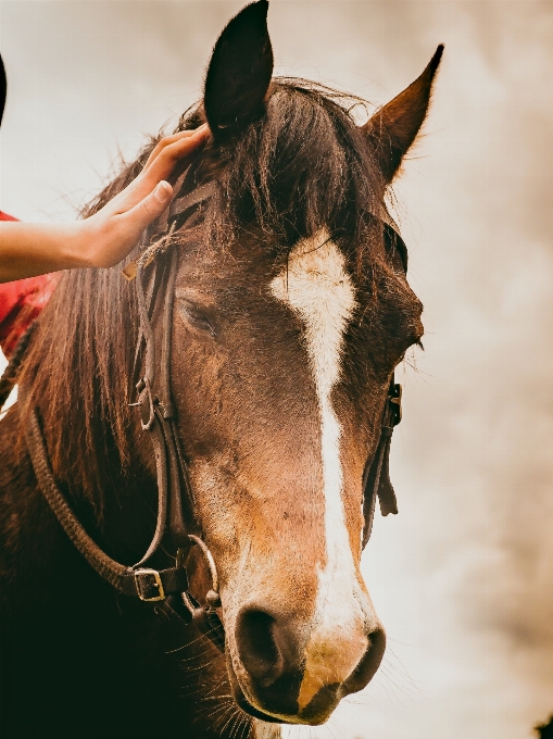 Horse mammal stallion mane