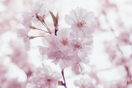 Branch blossom plant flower Photo